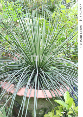 Agave geminiflora tree plant on pot in farm Agave geminiflora tree plant on pot in farm 105808627