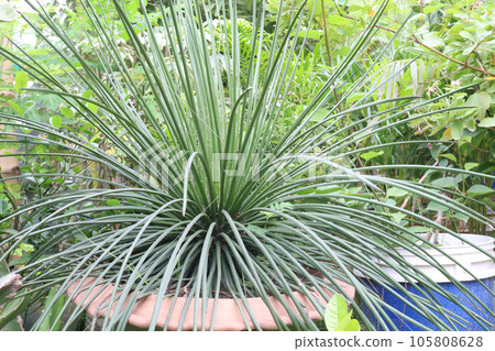 Agave geminiflora tree plant on pot in farm Agave geminiflora tree plant on pot in farm 105808628