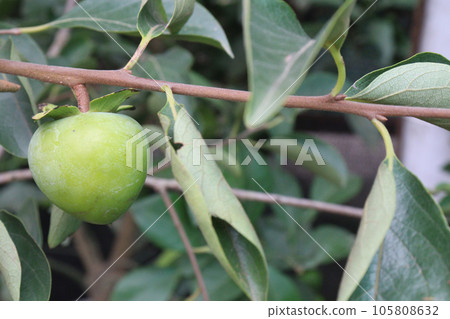 raw persimmon on tree in farm raw persimmon on tree in farm 105808632