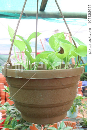 neon money plant on hanging pot neon money plant on hanging pot 105808635
