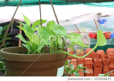neon money plant on hanging pot neon money plant on hanging pot 105808637