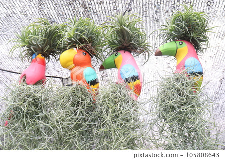 Baby Ionantha with Spanish moss tree in pot Baby Ionantha with Spanish moss tree in pot 105808643