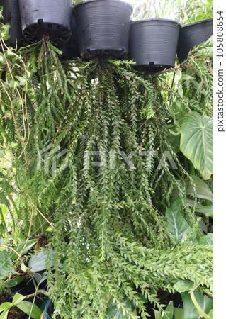 Huperzia Swan Tail leaf plant on hanging pot in farm for harvest are cash crops 105808654