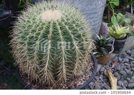 Golden barrel cactus plant on farm 105808684