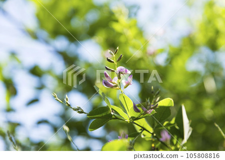 Tokyo Jindai Botanical Gardens Colorful Hagi flowers that bloom in early autumn [flowers and plants] 105808816