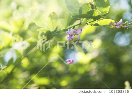 Tokyo Jindai Botanical Gardens Colorful Hagi flowers that bloom in early autumn [flowers and plants] 105808826