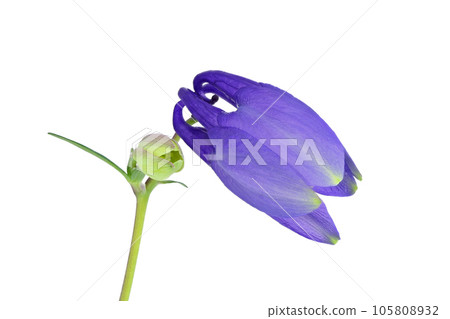 [Aquilegia] (focus stacking) 105808932