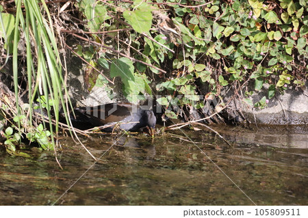 Vans feeding in the river Vans feeding in the river 105809511