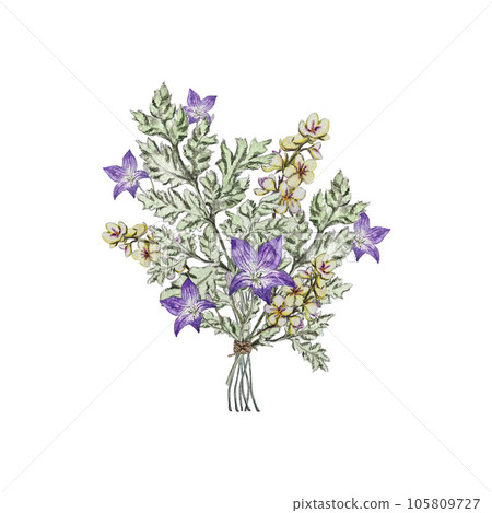 Summer bouquet of bluebell flower, mullein and carved green leaf. Watercolor illustrations 105809727