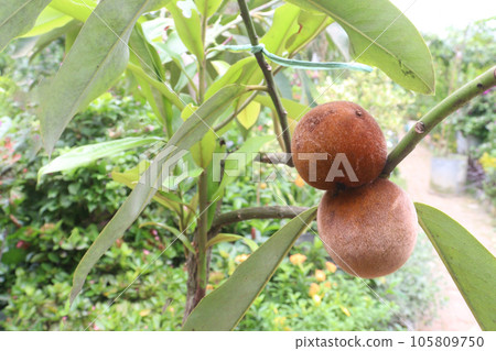 Velvet apple on tree in farm 105809750