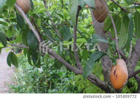 tasty and healthy Sapodilla on tree in farm 105809772