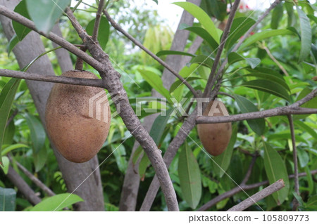 tasty and healthy Sapodilla on tree in farm 105809773