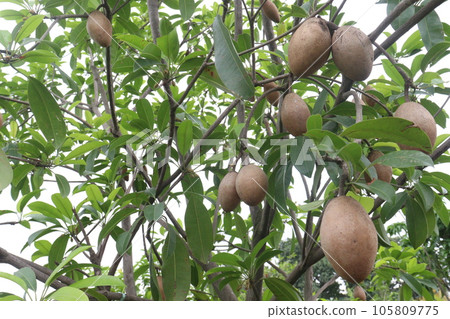 tasty and healthy Sapodilla on tree in farm tasty and healthy Sapodilla on tree in farm 105809775