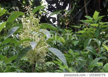 Elaeocarpus serratus fruit tree plant on farm 105809779