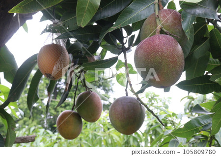mango on tree in farm for harvest 105809780