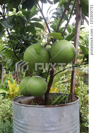 Pomelo on tree in farm 105809781