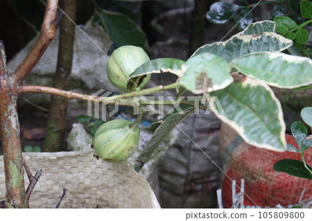 Variegated Guava on tree in farm 105809800