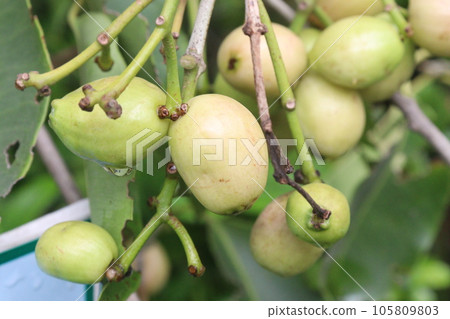 Syzygium jambos fruit on tree in farm 105809803