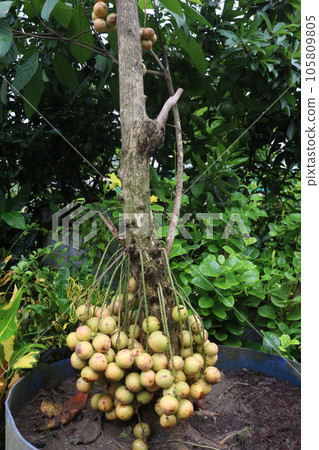 Baccaurea motleyana fruit on tree in farm Baccaurea motleyana fruit on tree in farm 105809805