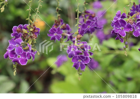 Duranta erecta flower on tree in farm 105809818