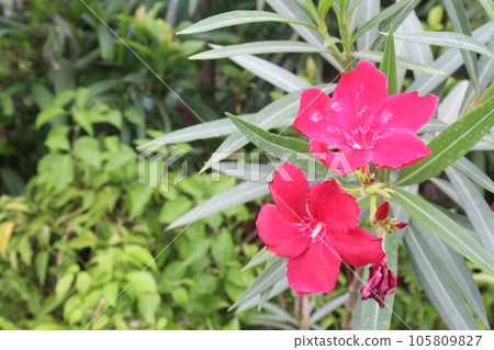 Nerium indicum flower plant on farm Nerium indicum flower plant on farm 105809827