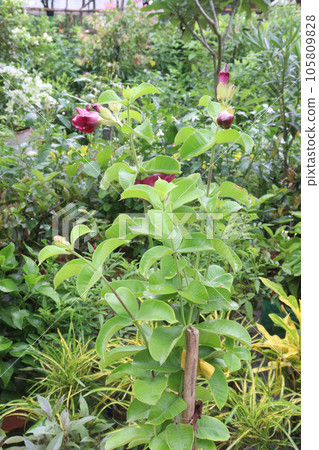 Allamanda blanchetii flower tree plant on farm Allamanda blanchetii flower tree plant on farm 105809828