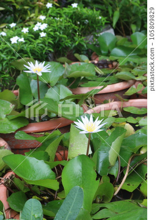 Pygmy water lily flower plant on pot in farm Pygmy water lily flower plant on pot in farm 105809829