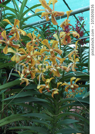 Yellow colored Vanda flower plant on farm 105809836