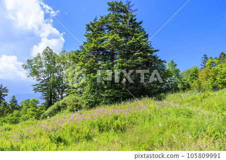 Higashi Tateyama Alpine Botanical Garden with alpine plants in full bloom in summer Higashi Tateyama Alpine Botanical Garden with alpine plants in full bloom in summer 105809991