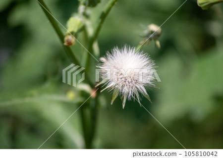 Sow Thistle common weeds in Nebraska with yellow flowers Sow Thistle common weeds in Nebraska with yellow flowers 105810042
