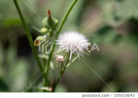Sow Thistle common weeds in Nebraska with yellow flowers Sow Thistle common weeds in Nebraska with yellow flowers 105810043
