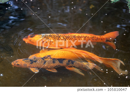 Koi fish in the pond at Botanical Garden Wichita Kansas Koi fish in the pond at Botanical Garden Wichita Kansas 105810047