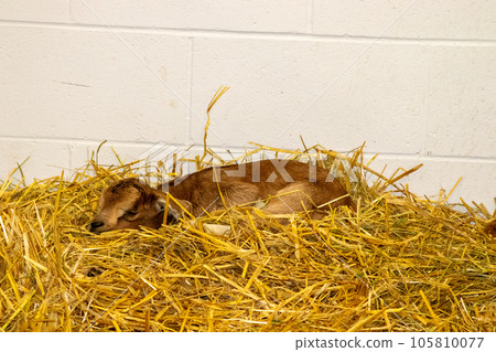 Nebraska State Fair in Grand Island Sheep in pens 2022 105810077