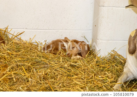 Nebraska State Fair in Grand Island Sheep in pens 2022 Nebraska State Fair in Grand Island Sheep in pens 2022 105810079