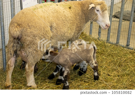 Nebraska State Fair in Grand Island Sheep in pens 2022 Nebraska State Fair in Grand Island Sheep in pens 2022 105810082