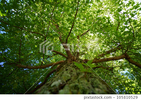 Deep forest coolness, Taiwan Fuu 105810529