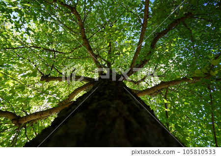 森林深處的清涼，台灣Fuu 105810533