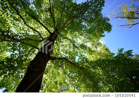 陽光透過樹林的清涼感,大蕨樹的樹蔭 陽光透過樹林的清涼感,大蕨樹的樹蔭 105810541