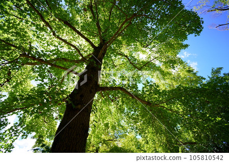 陽光透過樹林的清涼感,大蕨樹的樹蔭 陽光透過樹林的清涼感,大蕨樹的樹蔭 105810542