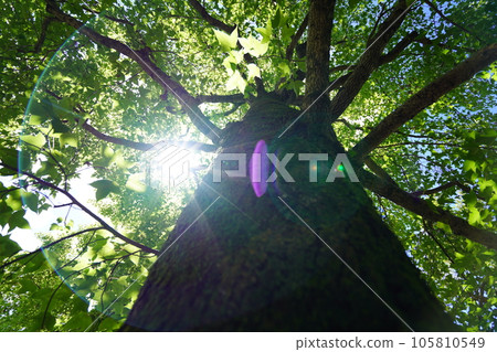 The cool feeling of sunshine filtering through the trees, the shade of a large Taiwan fern tree The cool feeling of sunshine filtering through the trees, the shade of a large Taiwan fern tree 105810549
