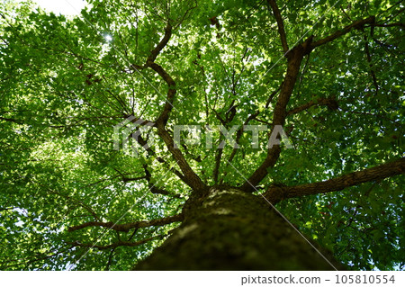 Deep forest coolness, Taiwan Fuu 105810554