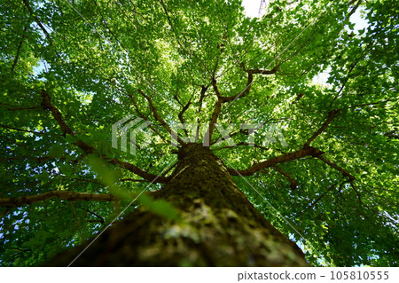 Deep forest coolness, Taiwan Fuu Deep forest coolness, Taiwan Fuu 105810555