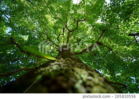 森林深處的清涼，台灣Fuu 105810556