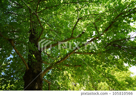 森林深處的清涼，台灣Fuu 105810566