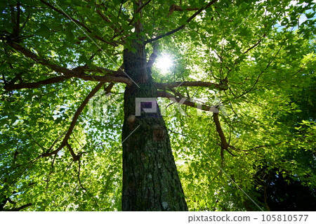 Forest bathing in the forest of giant trees, Taiwan Fuu Forest bathing in the forest of giant trees, Taiwan Fuu 105810577