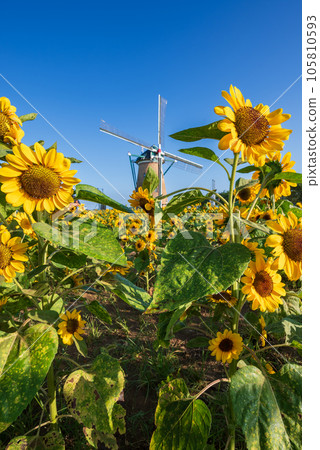 有風車的向日葵田在藍天下 105810593