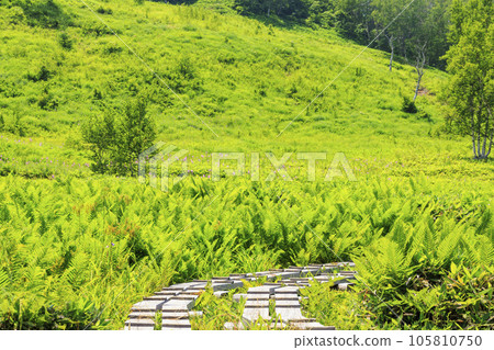 Shiga Kogen in summer Tanohara Marsh 105810750
