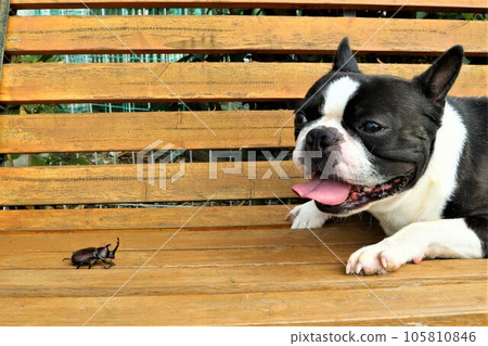 Boston Terrier smiling with a beetle ♡ Mighty-kun 105810846