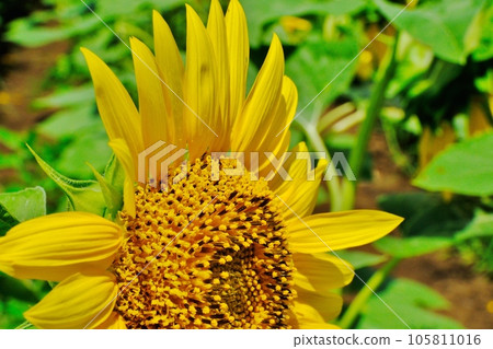 向日葵（東京都町田市） 105811016