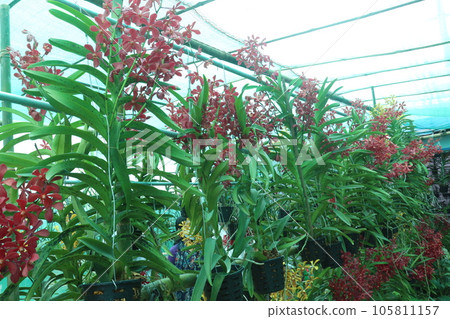 Vanda flower plant on farm Vanda flower plant on farm 105811157